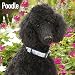 Poodle Calendar 2017 - Poodles Calendar - Standard Poodle Calendar - Dog Breed Calendars - 2016 - 2017 wall calendars - 16 Month by Avonside
