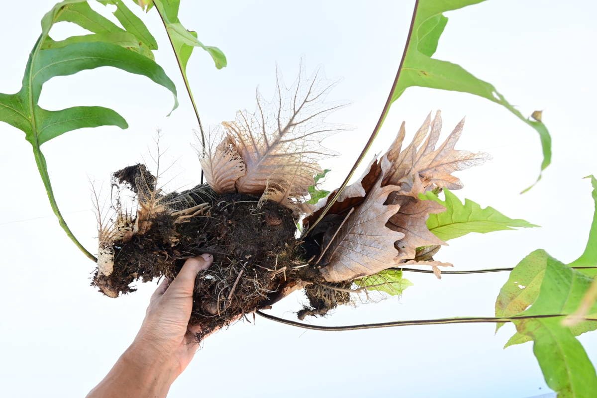 Amazon.co.jp: Drynaria quercifolia 大株 @bikamori ドリナリア ク