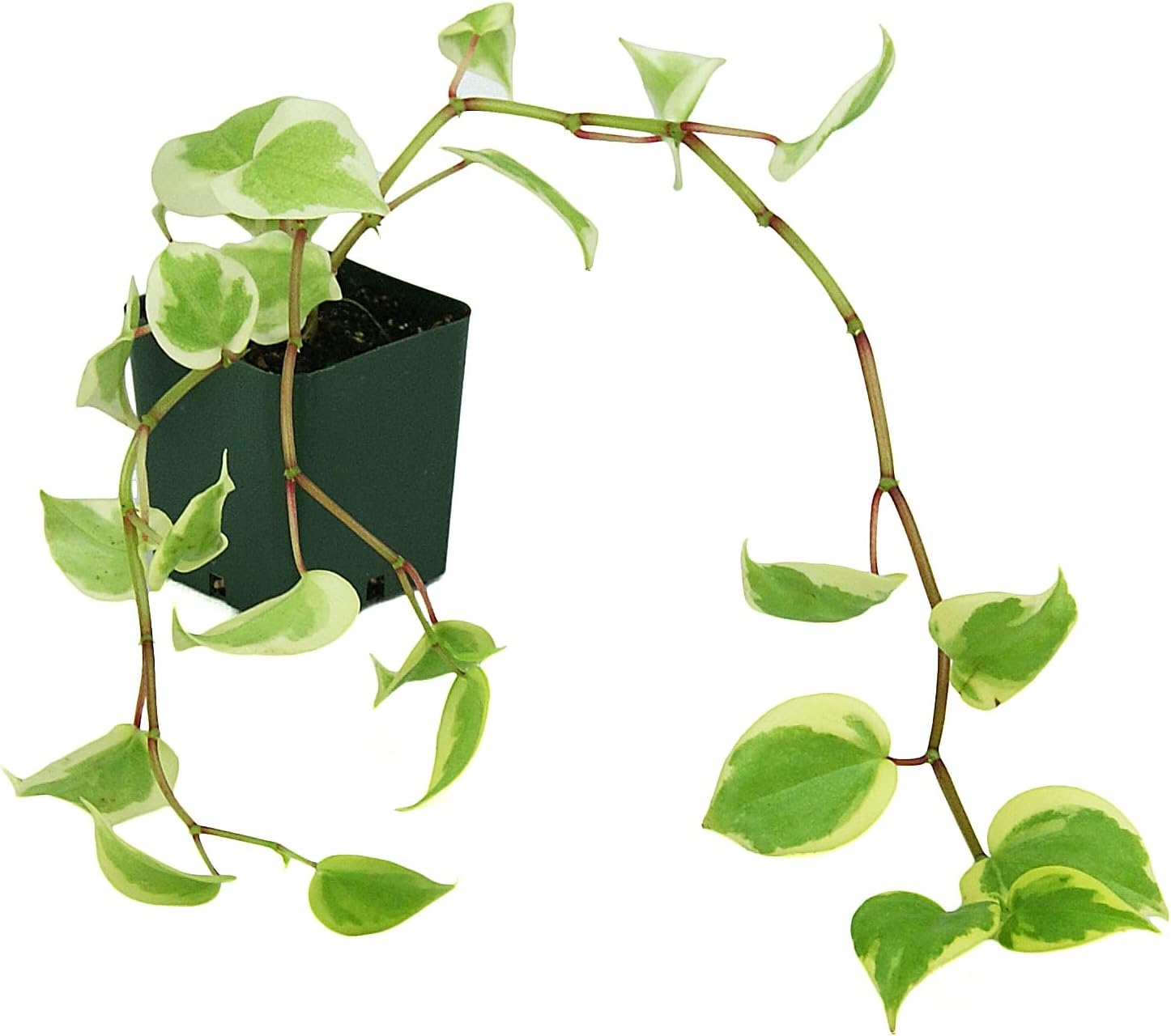 Josh's Frogs 18x18x24 Tree Frog Vivarium Plant Kit