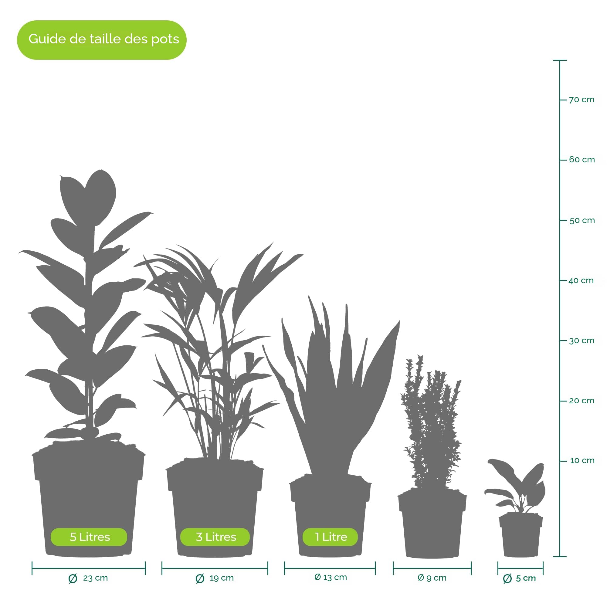 GardenersDream de Olivier Olea Europaea – Plante de jardin persistante vivante en pot – Plante d'extérieur nécessitant peu d'entretien – Idéale pour les bordures et les pots (35-45 cm, pot de 21 cm)