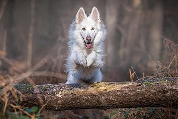 Amazon Co Jp A0 特大 ポスター 犬ジャンプ白丸 壁紙ウォールステッカーポスター A0 11x841mm ホーム キッチン Amazon Co Jp A0 特大 ポスター 犬ジャンプ白丸 壁紙ウォールステッカーポスター A0 11x841mm ホーム キッチン