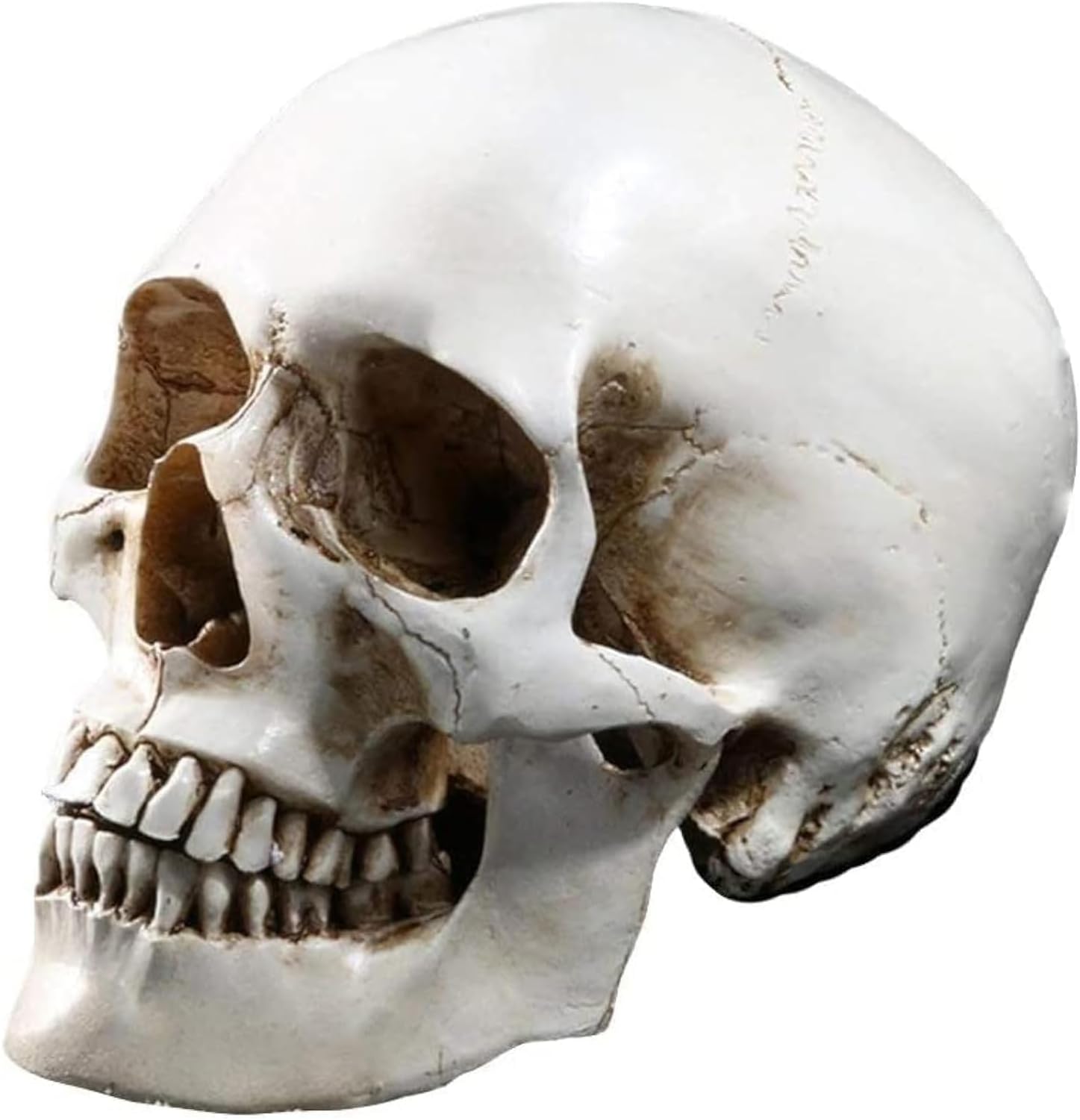 THE WHITE SHOP Skull and Bones Statue, Unique Artistic Design And Durable Resin Material Perfect for Festival Home And Commercial Decorations