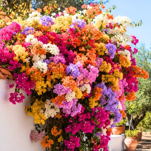 Pack 4 Multicolor Bougainvillea Plants Live Bougainvillea Vine for Outdoor Landscaping and Containers 4-8 Inch Tall Well-Rooted