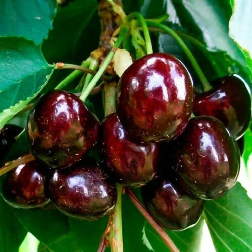 2 Black Cherry Trees Sweet Cherry