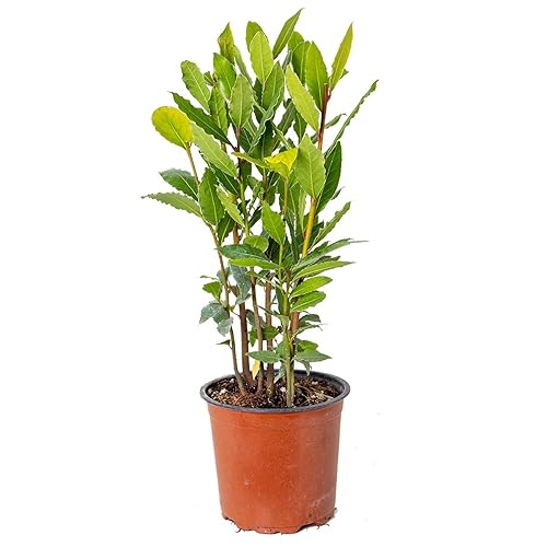 Laurus Nobilis - Laurier de cuisine - Arbuste - Persistant