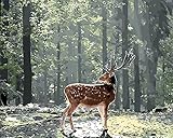 gemälde wald Verbessern Sie die Handfertigkeit, malen Sie Schritt f¨¹r Schritt.