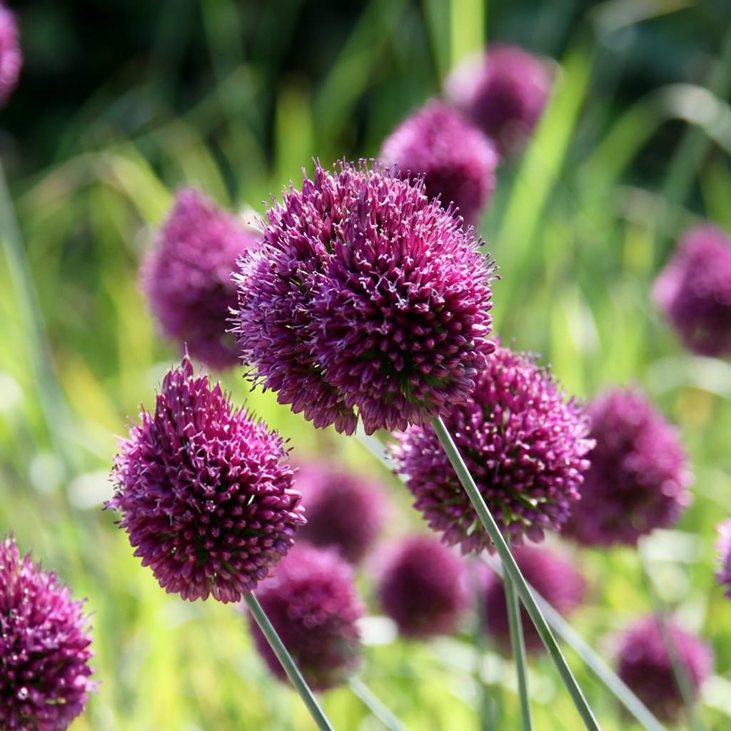 Green boutiQ - 400x Allium Sphaerocephalon - Kugellauch - Lila - Sommerblüher - Zwiebelgröße 5/6