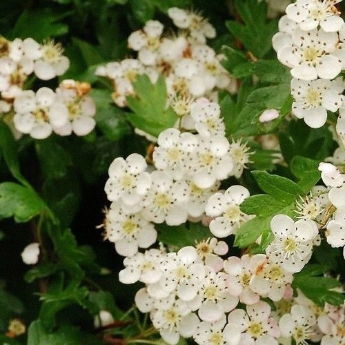 Semillas de puntos Espino blanco (Crataegus punctata árbol) 15 Semillas Cover