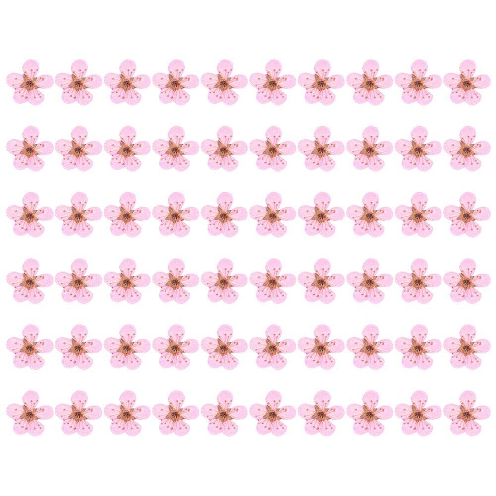 60 Fleurs Pressées Séchées Narcisse – Fournitures Naturelles Pour Résine, Ongles, Bijoux, Scrapbooking & Art DIY