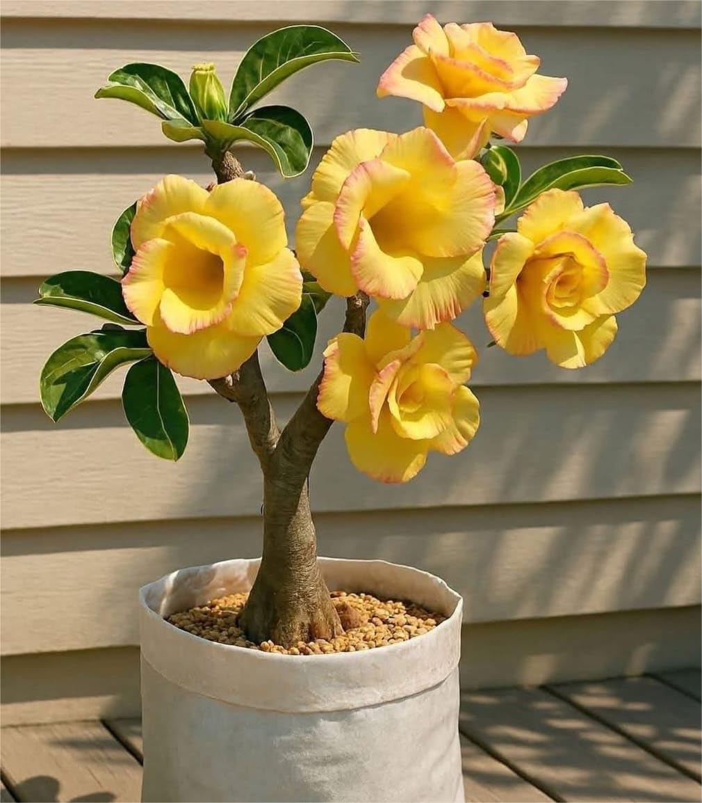 Desert Rose Adenium Live Plant, Hybrid Yellow Colour Grafted for Indoor and Outdoor Home Garden, Without Pot, Pack of 1, NDN-O9-image-28