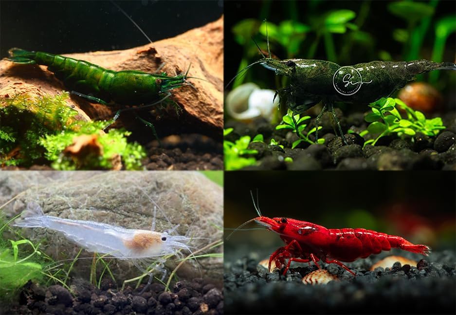 Swimming Creatures 10 Pack Christmas Mix Shrimp! Red/Green/Amano-Snow Freshwater Aquarium Shrimp Live Arrival Guarantee
