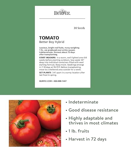 Miniatura 2 de Burpee Better Boy - Plantación de verduras híbrida de gran tamaño sin OMG tomate resistente a las enfermedades para jardín 30 semillas