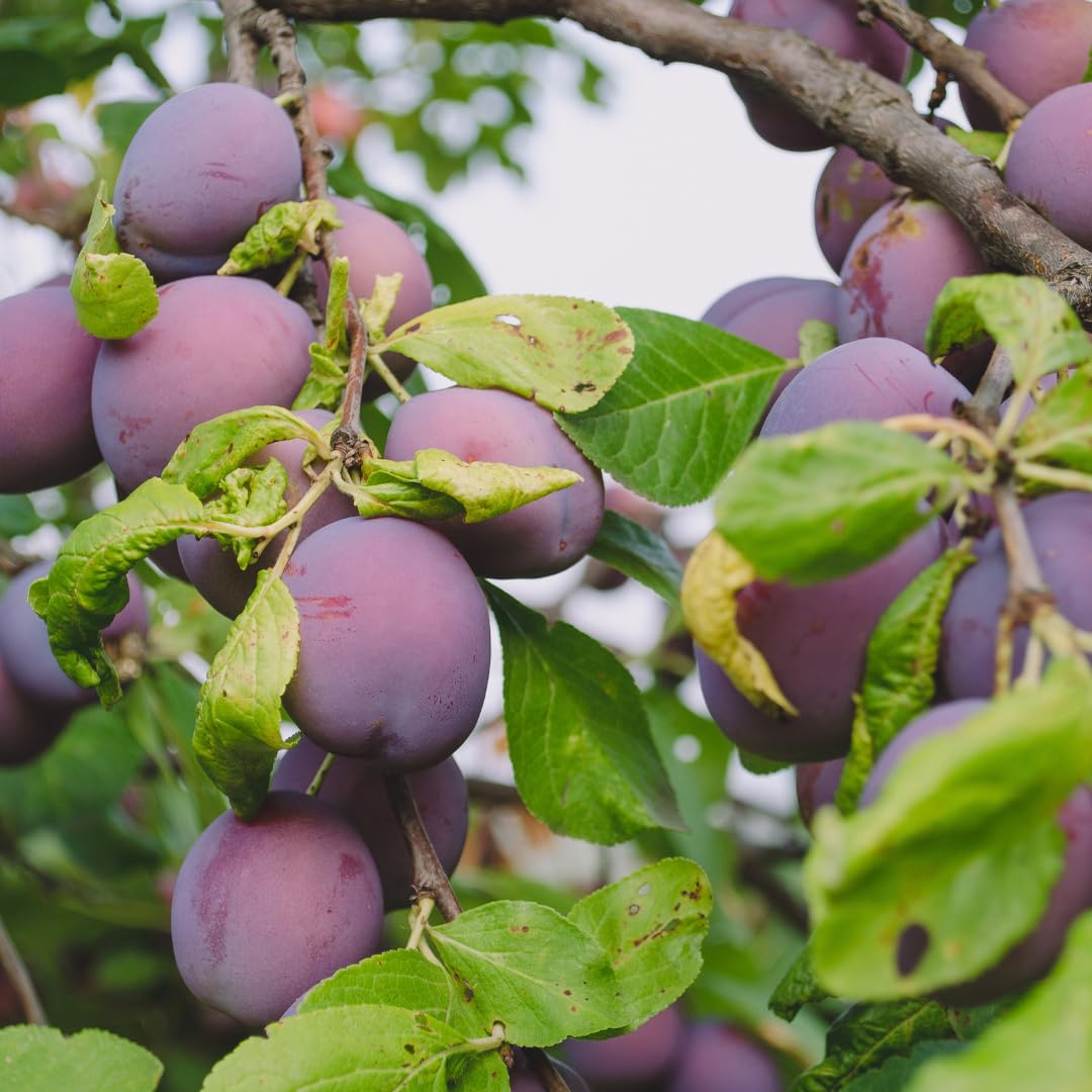 Susino Coscia Di Monaca Di Velletri - Pianta In Vaso 24/26cm, Altezza 160-180cm, Età 4 Anni - Foto 8