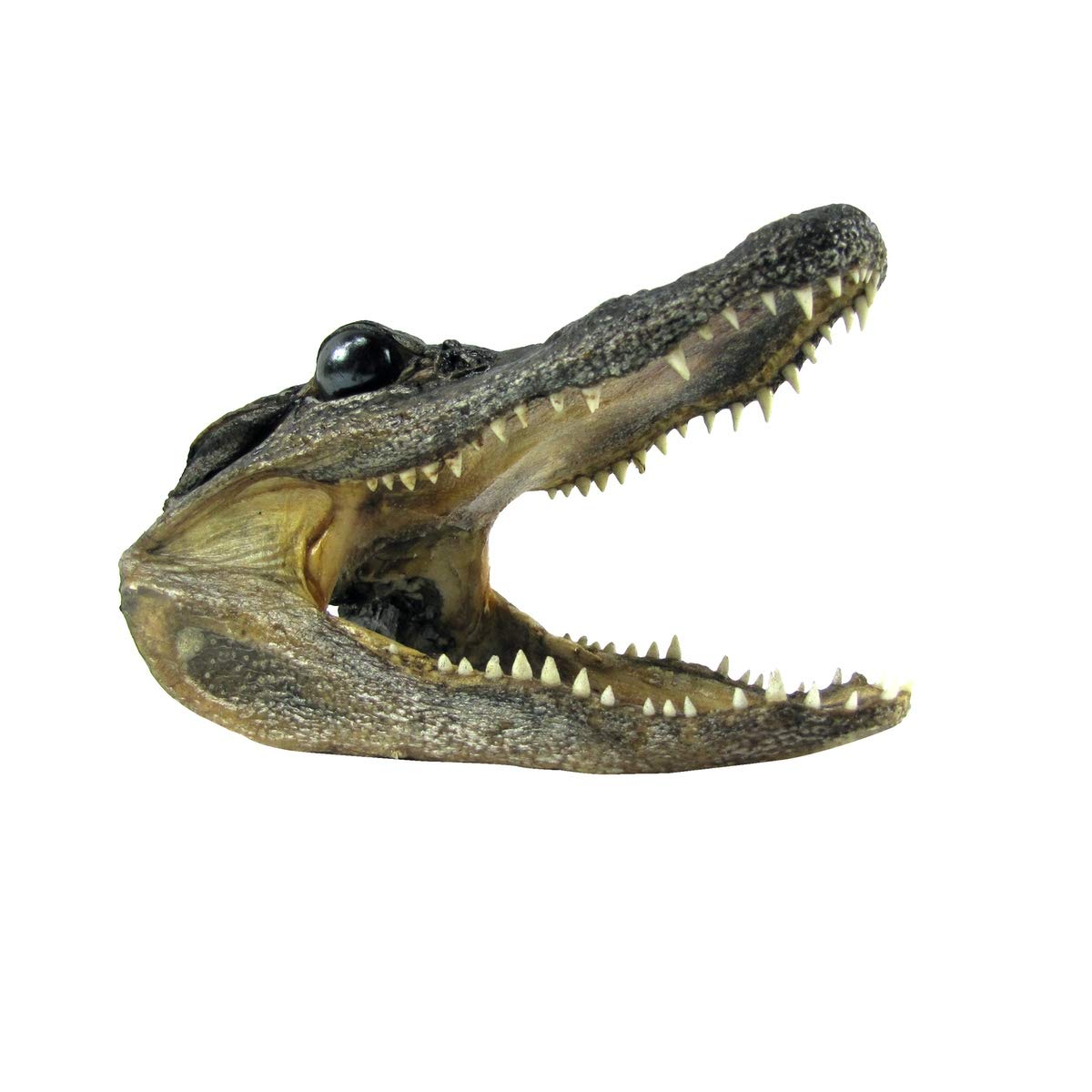 Amazon.co.jp: TG,LLC Treasure Gurus 5-6インチ 本物のワニ皮剥製