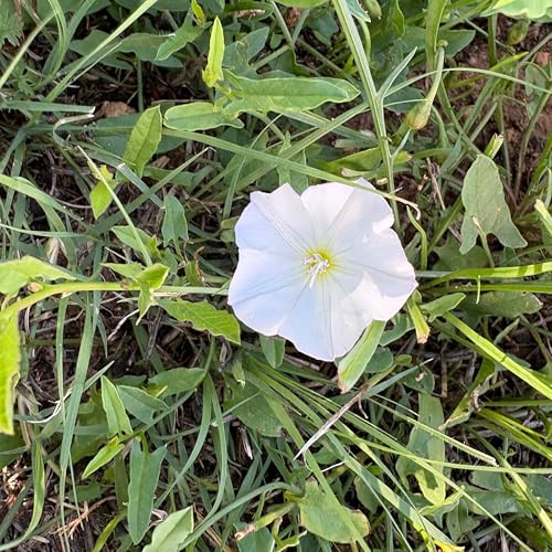 『Diary of a caged bird』のカバーアート