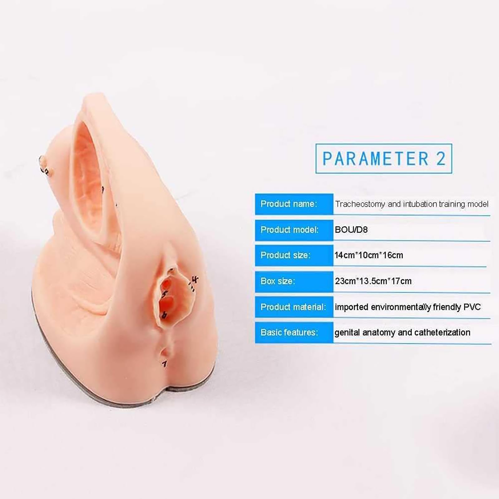 Générique Mannequin de cathétérisme féminin, modèle de cathétérisme interne et externe, modèle de cathétérisme en PVC pour la formation médicale