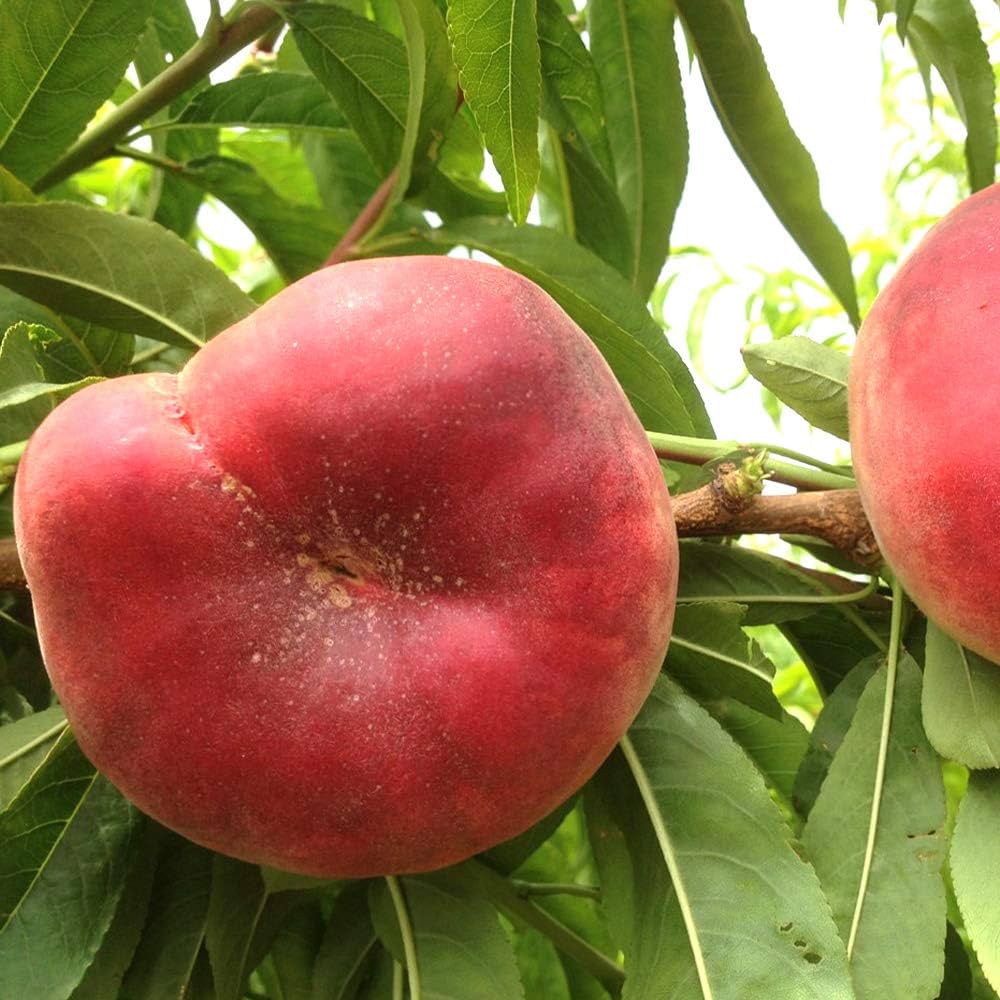 大紅蟠桃 苗 蟠桃 バントウ 桃 樹木 果樹 珍しい 果物 モモ（桃