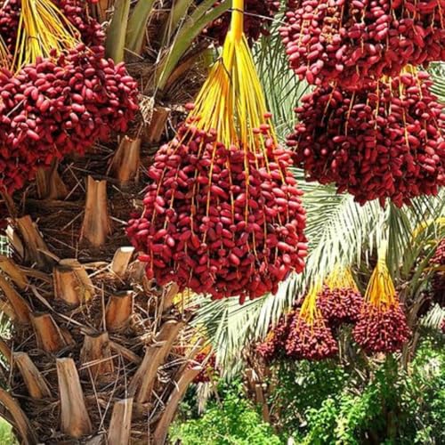 Image of All-Time 12 Months Hybrid GRAFTED Live Fruit Plant Original & Authentic Organic Tree for Outdoor Fast-Growing Fruit Plant Home Gardens Pack Of-1 (Arabian Dates-Khajur Tree, Medium)