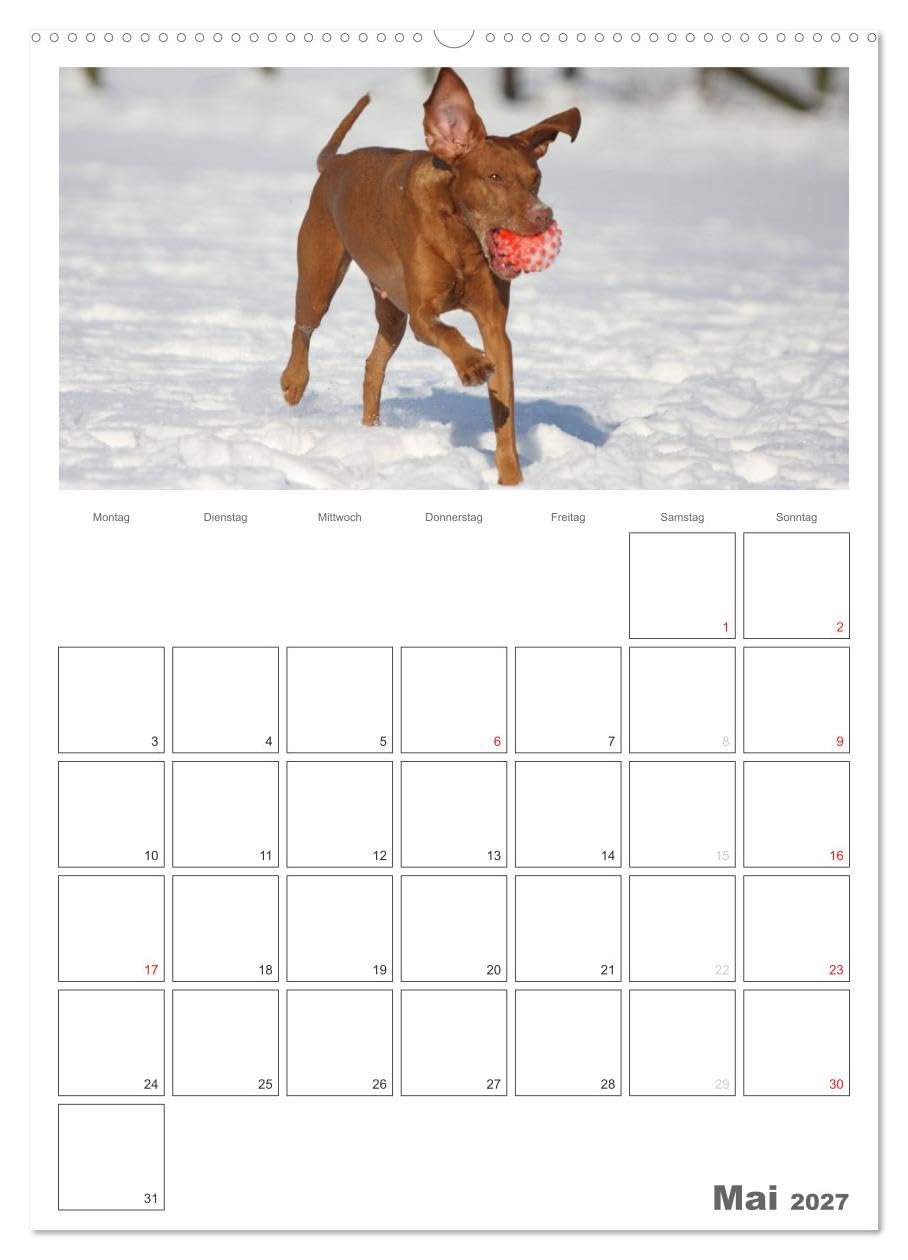 CALVENDO - Magyar Vizsla (hochwertiger Premium Wandkalender 2027 DIN A2 hoch), Kunstdruck in Hochglanz: Familienplaner mit Fotos des Magyar Vizsla