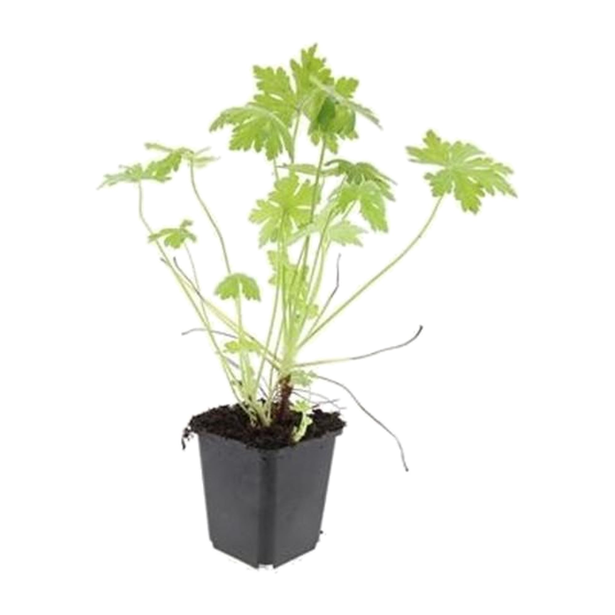 Geranium Macrorrhizum Tapizante para Sombra y Jardín, Pack de 12, 10-25cm