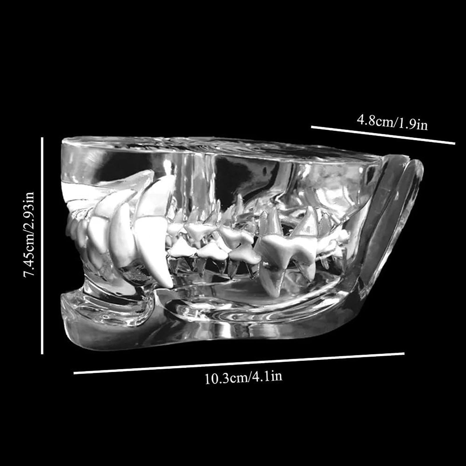 Modelo De Pino Canino Transparente con Dientes, Modelo De Pino para Anatomía Y Patología Felina para Formación Veterinaria, Ideal para Clínicas Dentales.