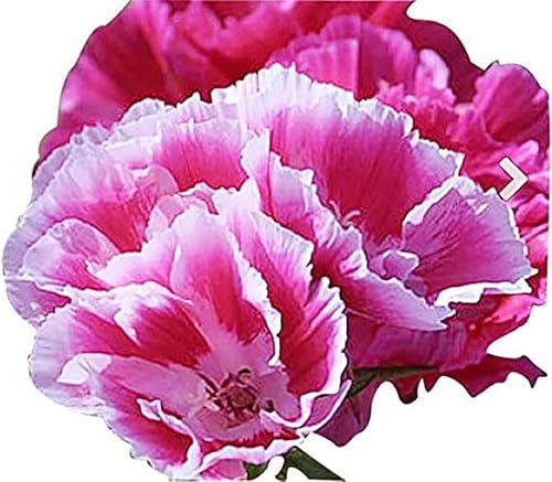 Miniatura 2 de Godetia, Adiós a las flores silvestres de primavera - !0,000 Semillas