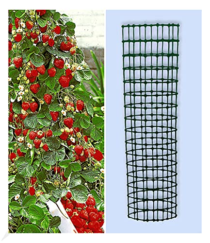 BALDUR Garten Kletter-Erdbeere 'Hummi®' und Dekorativer Rankturm;1 Set Erdbeere mit Rankhilfe, schnellwachsende Klettererdbeeren, selbstfruchtend, winterhart, extra Lange & Starke Ranken, blühend