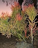 9 cuttings Pencil Cactus Euphorbia Tirucalli Sticks on Fire Succulent Cuttings