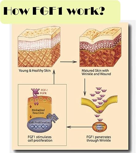 Miniatura 3 de CUTEGO Polvo de factor de crecimiento de fibroblastos ácidos, polvo liofilizado aFGF grado cosmético para piel antienvejecimiento, 1 miligramos,