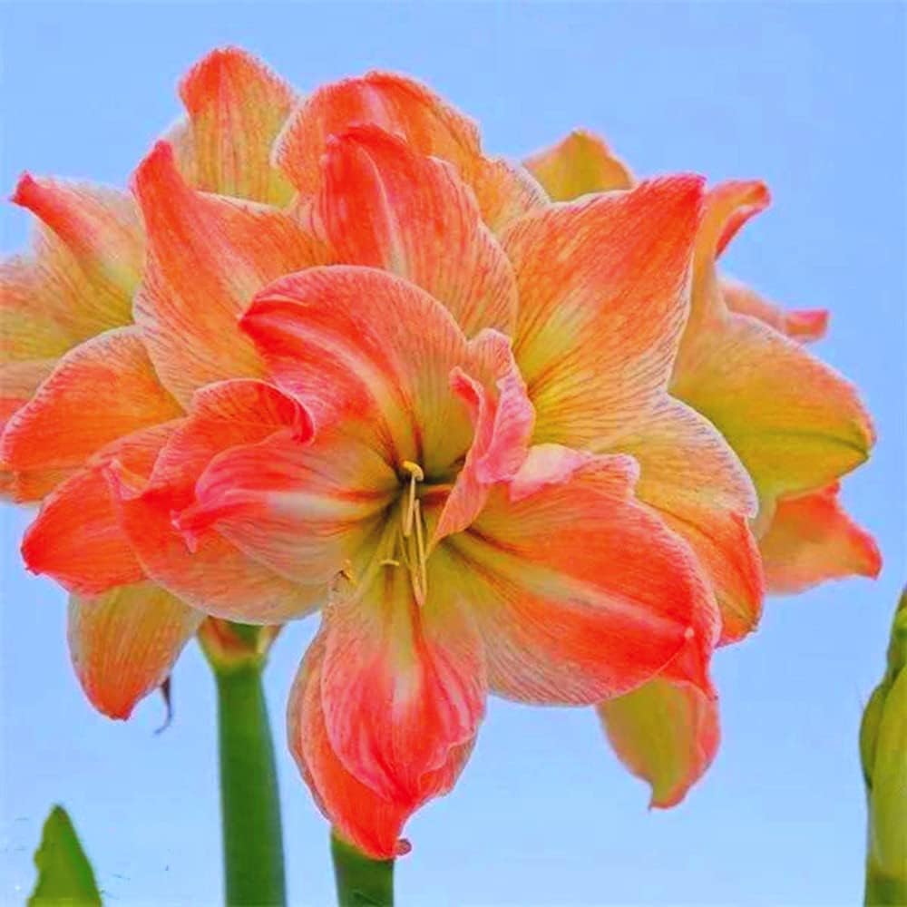 Ornaments Marilyn Amaryllis Bulb Double Flowers Bulb