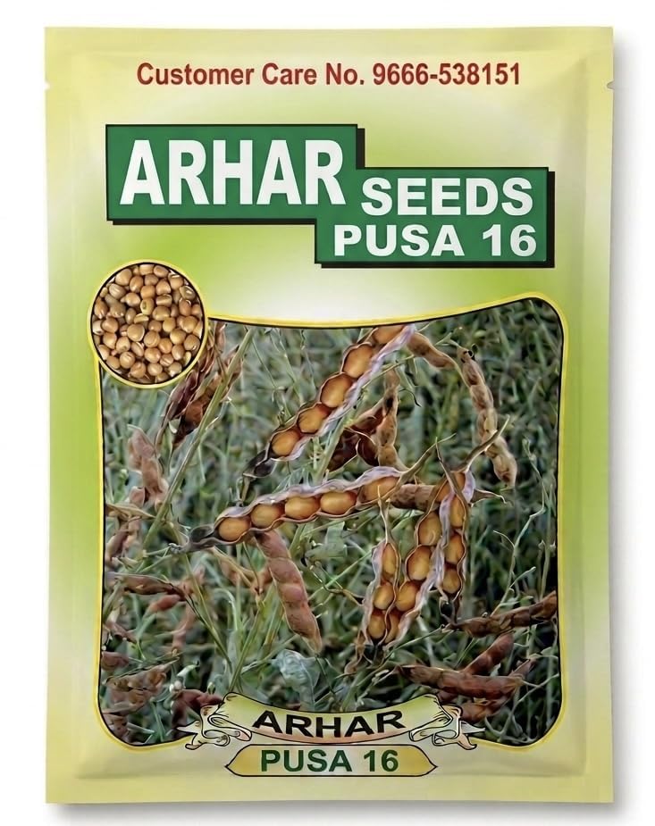 Pusa 16 Arhar Seeds for Farming 100g Loose| High Yielding Toor Dal Seeds | Early Maturing Pigeon Pea Beej for Agriculture Matured 120 Days-image-18