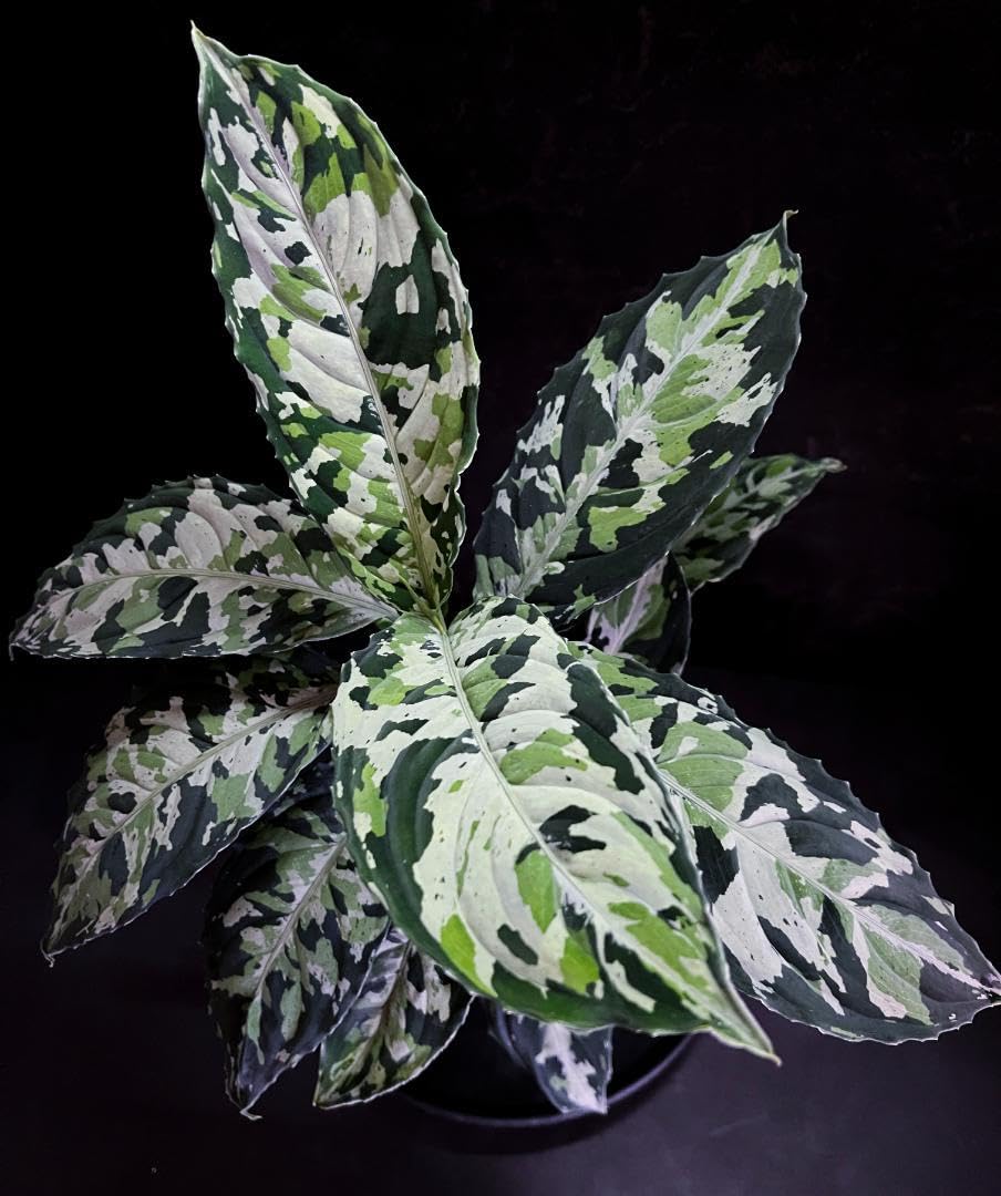 Aglaonema pictum白玉親株（アグラオネマ白玉） Aglaonema pictum白玉親株（アグラオネマ白玉） 【公式通販】