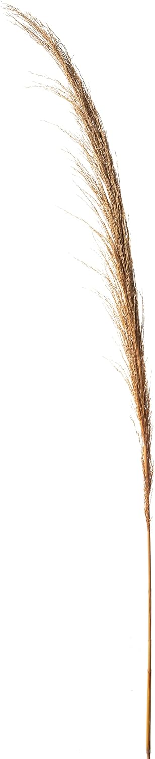 Pack of 6 Smooth Dried Green Pampas Grass - 60 Inch Tall Greenery Décor Grass for Hotel, Restaurants, Home Decoration, Real Dried Grass Outdoor Indoor Home Décor Accessories