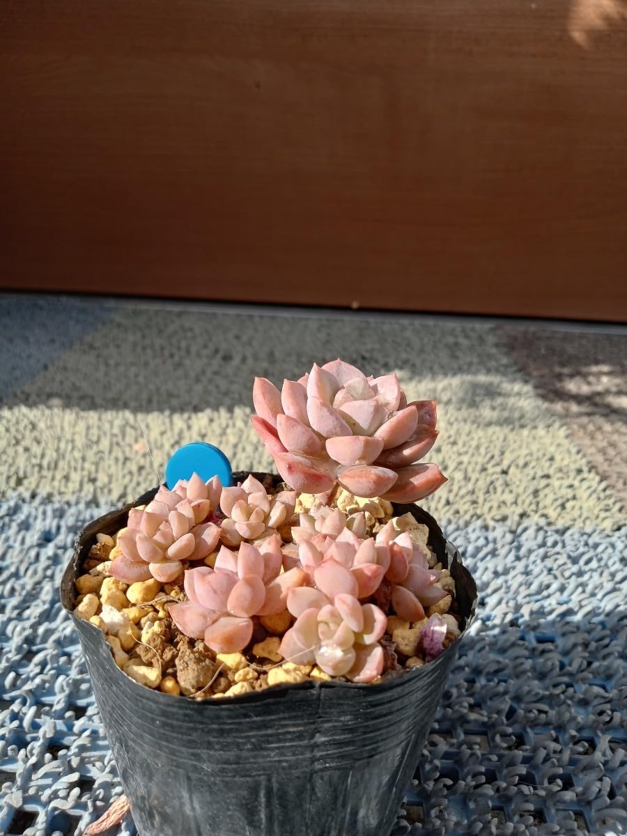 Amazon.co.jp: 多肉植物 ディッシュ 抜き苗 7ハーフポット （青