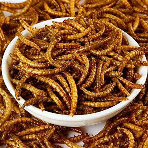 Gardenpt 10 OZ Natural Dried Mealworms for Wild Birds, Chicken, Duck, etc