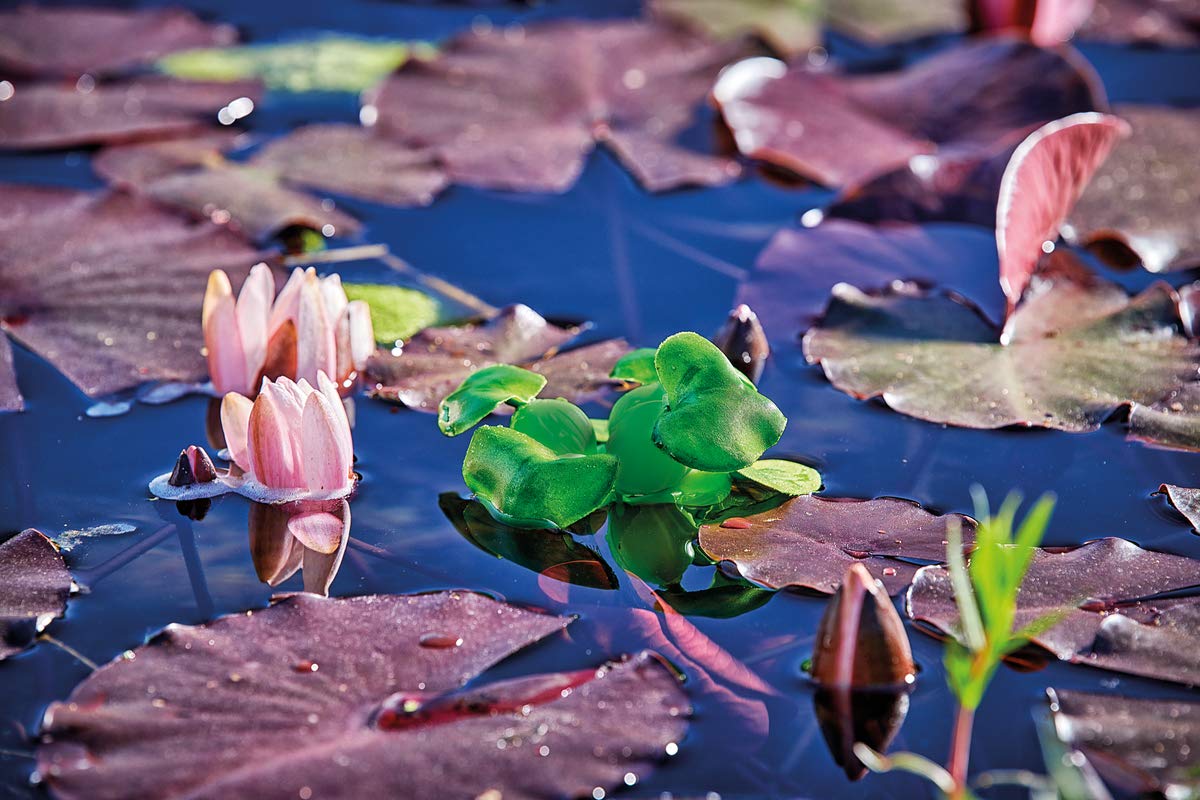 Pontec PondoHyacinth - jacinto de estanque flotante para la superficie del agua / decoración de estanque de plástico resistente a la intemperie, verde