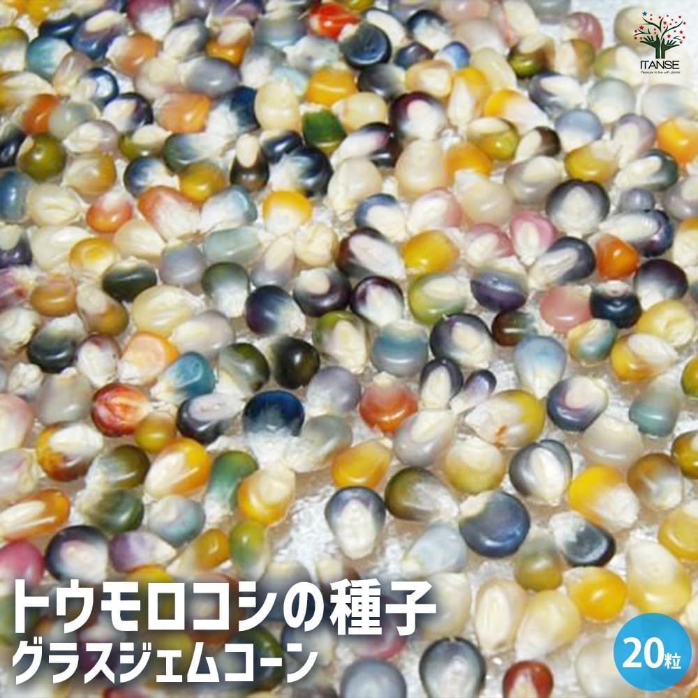 Amazon.co.jp: ITANSE 種子 グラスジェムコーン(虹色コーン) 約