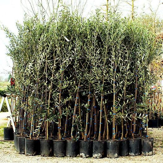 Olivier Olivenbaum Oliven Frantoio - Obstpflanze Baum max 160-3 Jahre Anbau  Italien : Amazon.de: Garten