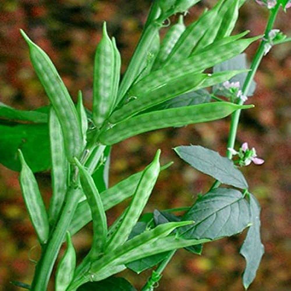 Flare Seeds Cluster Beans Guar Fali Seeds Pack of 230 Seeds (B09C4VKJ3T) Amazon Price History, Amazon Price Tracker