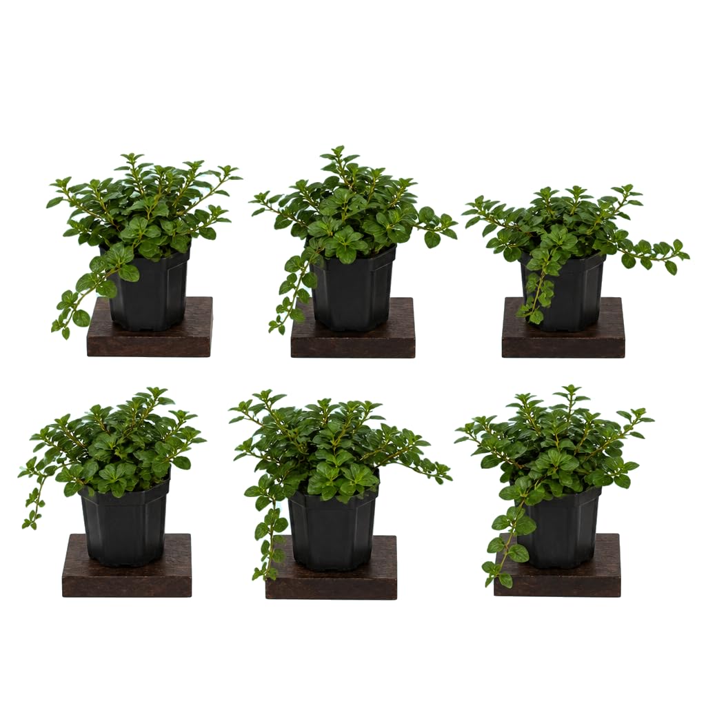 DECOALIVE Lote de 6 Plantas: Mentha Piperita, Menta Negra, 25-30 cm de Altura, de Fácil Cuidado