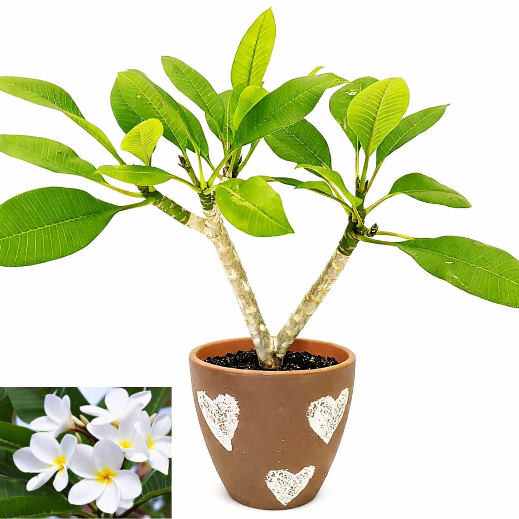 POWERS TO FLOWERS - PLUMERIA FRANGIPANI BIANCA, IN VASO CERAMICA CUORI, altezza 45/50cm, vaso 18, pianta vera