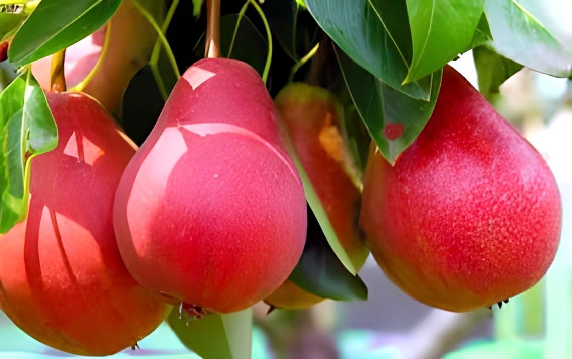 Hybrid Sweet Tropical Fruit Plant Red Babugosha/Nashpati/Pear Fruit Grafted Healthy Live Plant for Home Garden Tree Plants (Pack of 1)