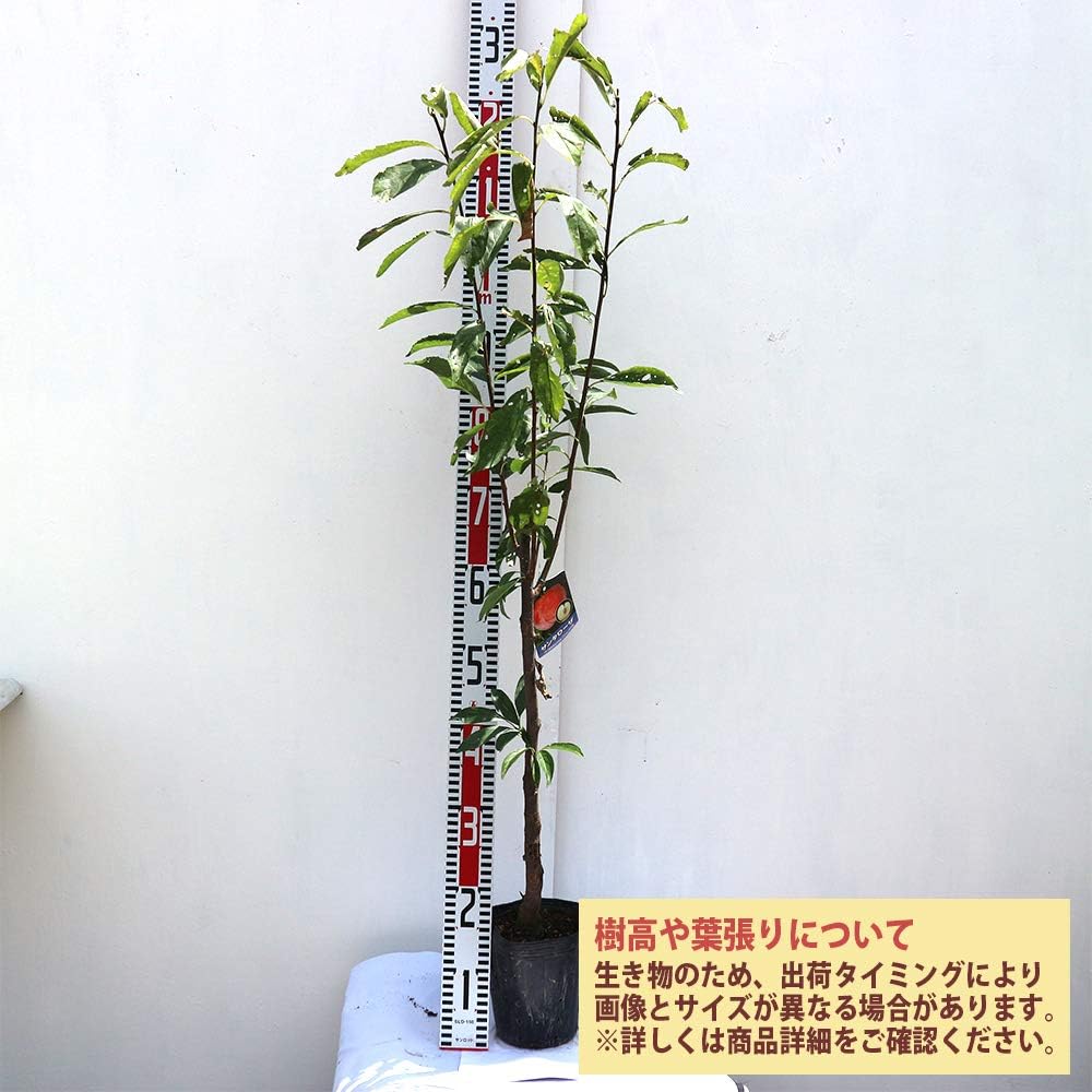 Amazon スモモの苗木 品種 サンタローザ 品種で選べる果樹苗木 2年生 接木苗 15cmポット 平均樹高 60cm 1個 ポット植えなのでほぼ年中植付け可能 日本スモモとアメリカスモモをかけ合わせた品種で 両方のいいとこ取りをしています 肉質はとても柔らかく 甘みと