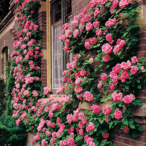 Graines de fleurs de rosier grimpant pour un beau jardin rose paquet de 100 graines