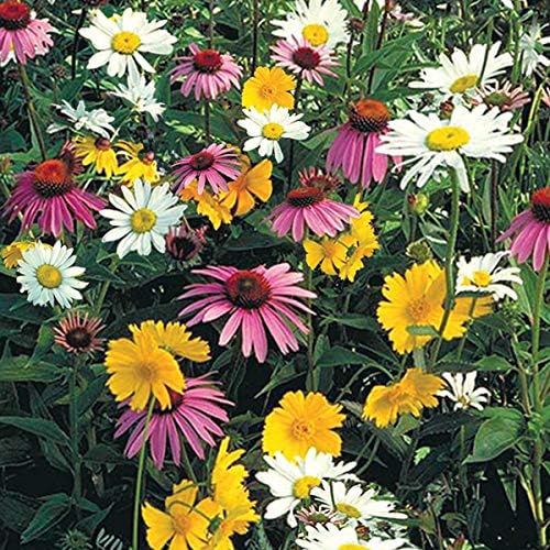Shade Loving Wildflower Seed Mixture - Bring an Array of colors t...