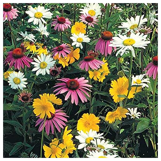 Shade Loving Wildflower Seed Mixture - Bring an Array of colors to a Spot in your Garden - 0.50 Oz Packet of Seeds