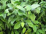 Citrus latifolia 120-140 – Persische Limette (Tahiti-Limette) | Frische, saftige Früchte für Cocktails, Kochen und gesundes Essen | Hoher Vitamin-C-Gehalt & vielseitige Verwendung