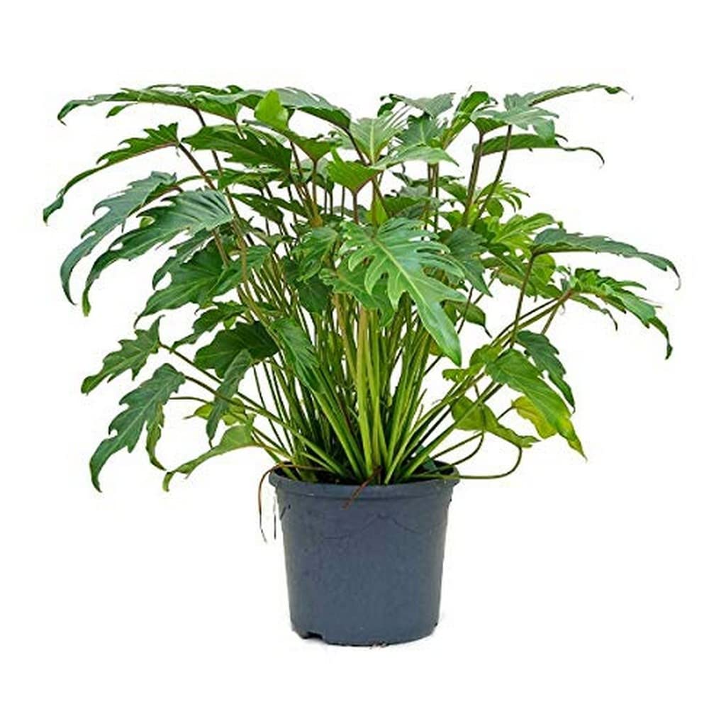 OhhSome Indoor Plant For Office Desk Xanadu Philodendron Green Live - Room Decoration|Table Decoration (Healthy Plant) (B09L86XG2D) Amazon Price History, Amazon Price Tracker