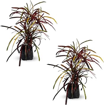LEAL PLANTS ECUADOR Croton Zanzibar Pack of 2 | Vibrant Tropical Indoor Plant | Tropical Plant Decor for Home & Garden | Colorful Zanzibar Paintbrush Croton | Low-Maintenance Indoor/Outdoor Plant