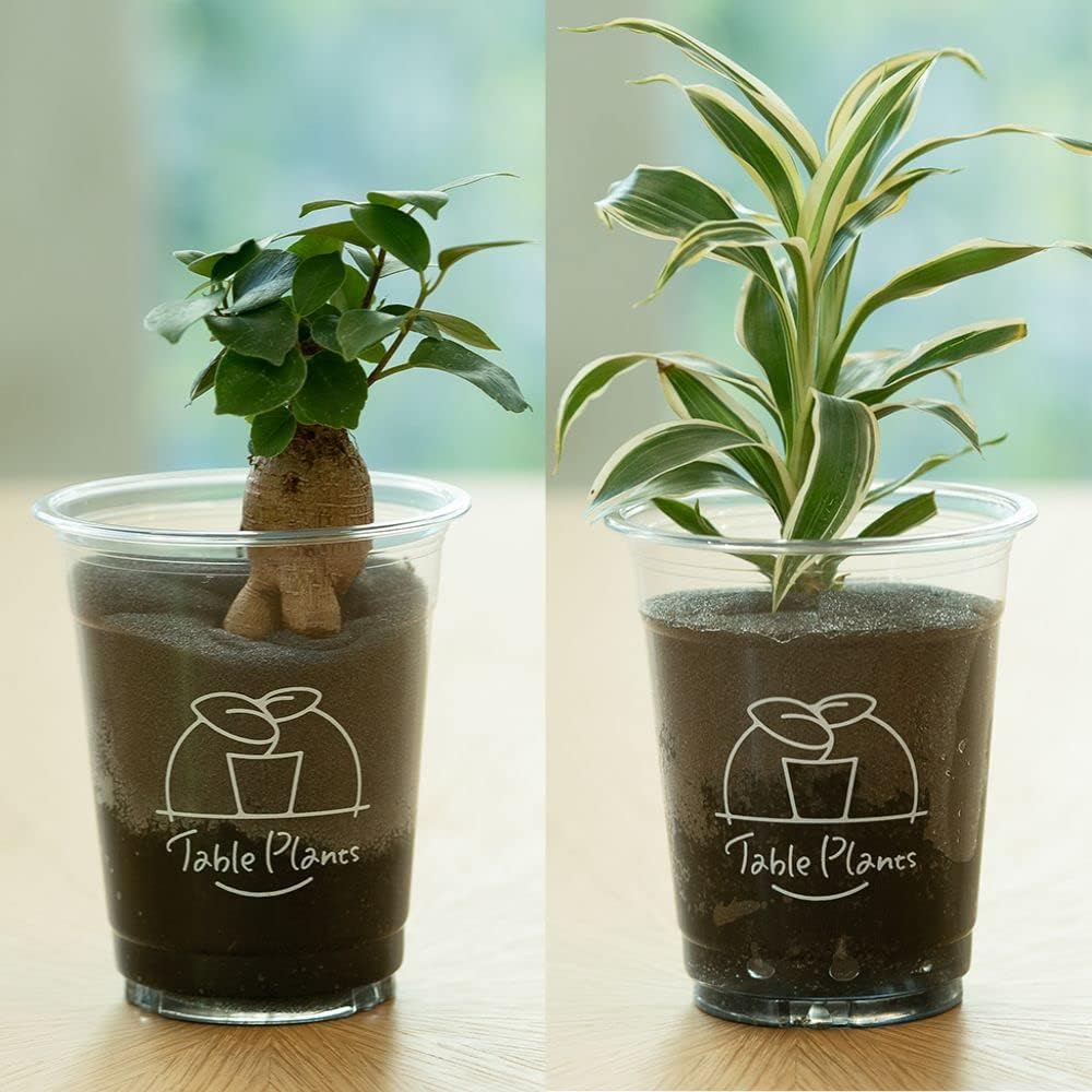 テーブルプランツ Table Plants ガジュマルとセット ドラセナ 激安通販専門店